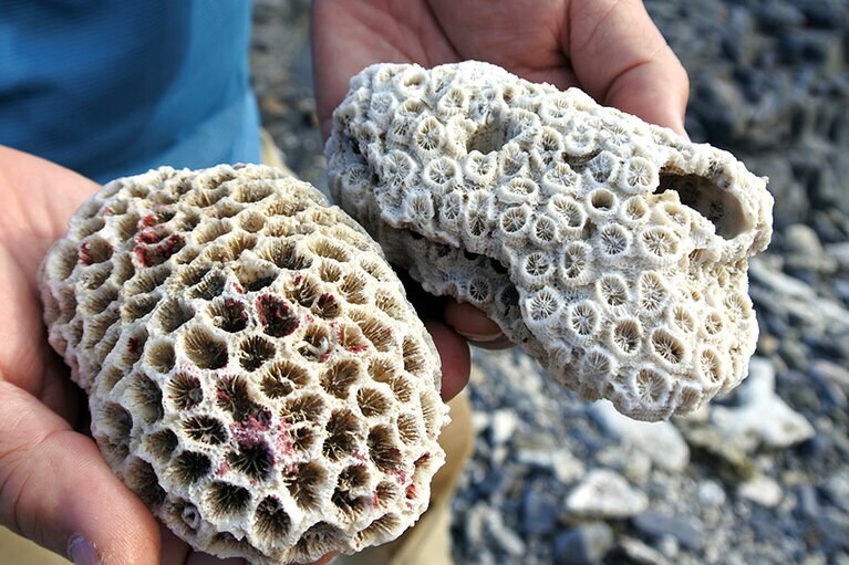 ミドリイシなどのイシサンゴが浜辺に落ちていることも。