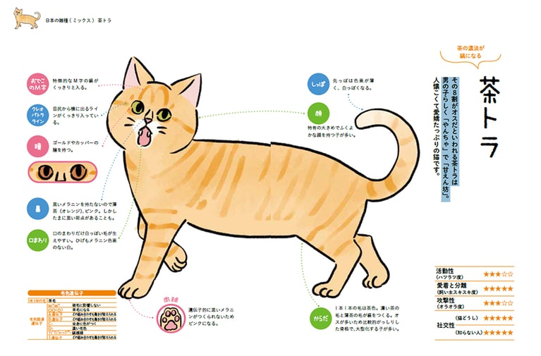 大きめでふくよかな顔を持つ子が多い。