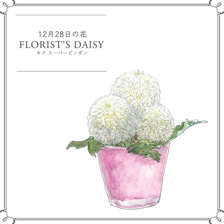 12月28日の花「キク スーパーピンポン」