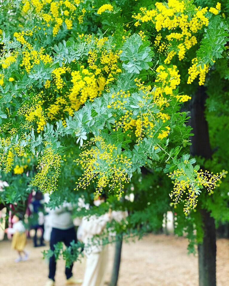 【愛知県】ポート・フィリップ園のミモザの森。