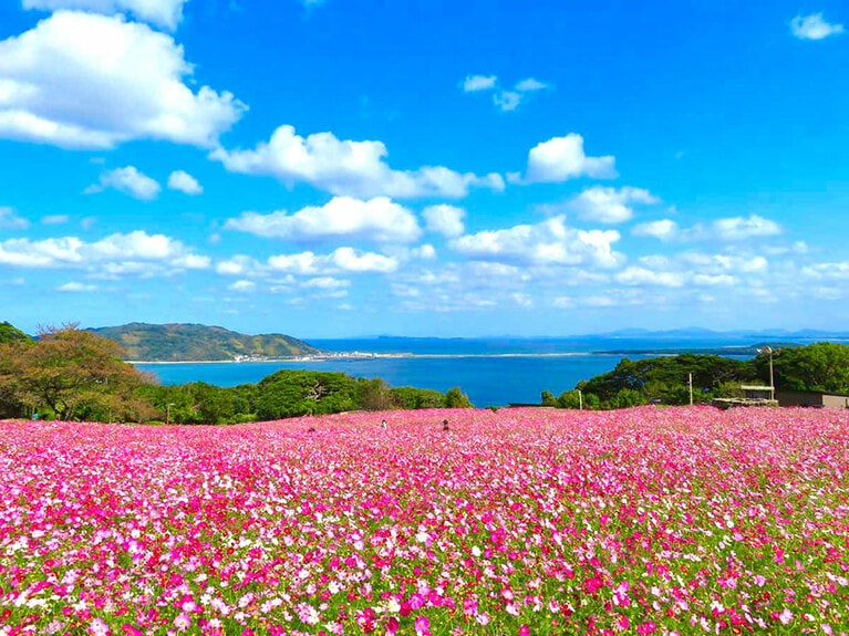 【福岡県】のこのしまアイランドパークのコスモス。