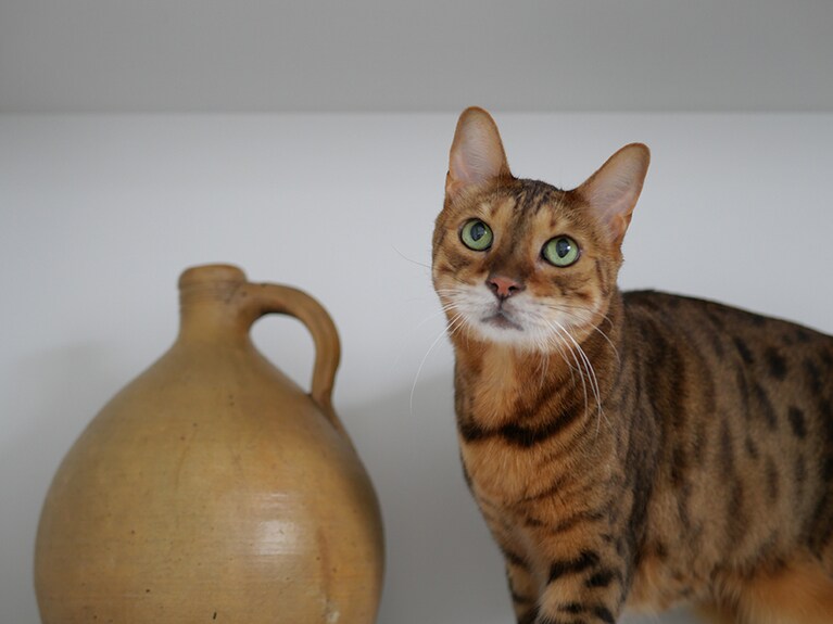 ちょっととぼけた表情もかわいい！ 単焦点レンズを使って、光もきれいに：宮田さん撮影