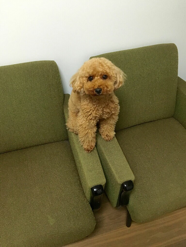 うちの子ベストショット➁「なぜか肘掛けが好きなつくし。」