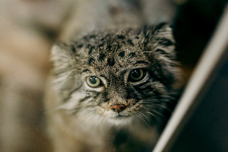 上野動物園のマヌルネコ。