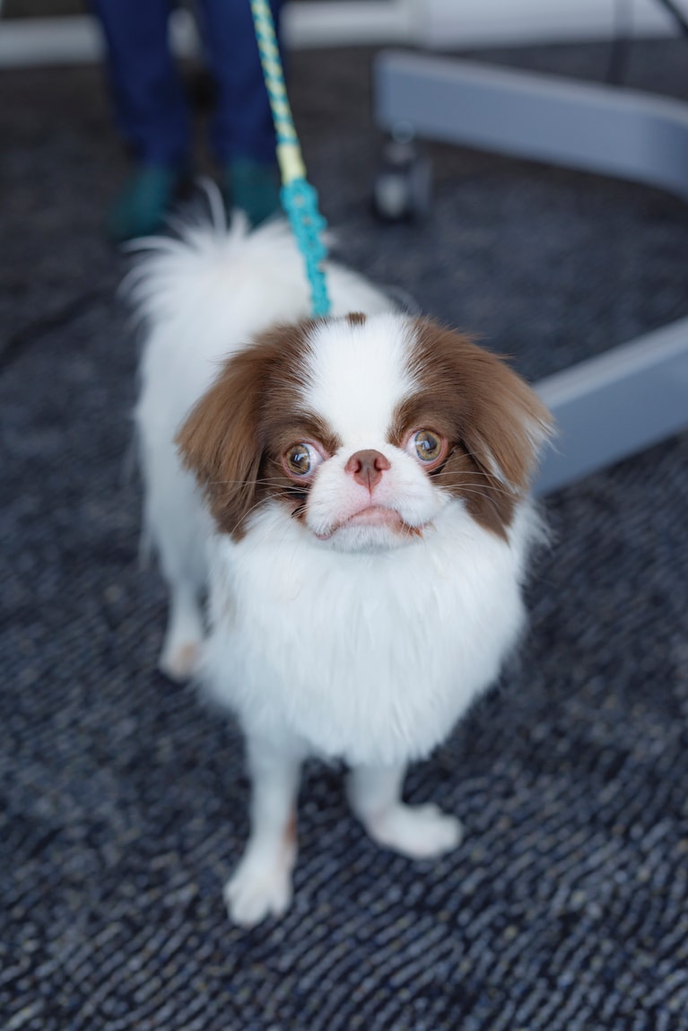 この日、別の社員が同伴していた琥太朗くん。