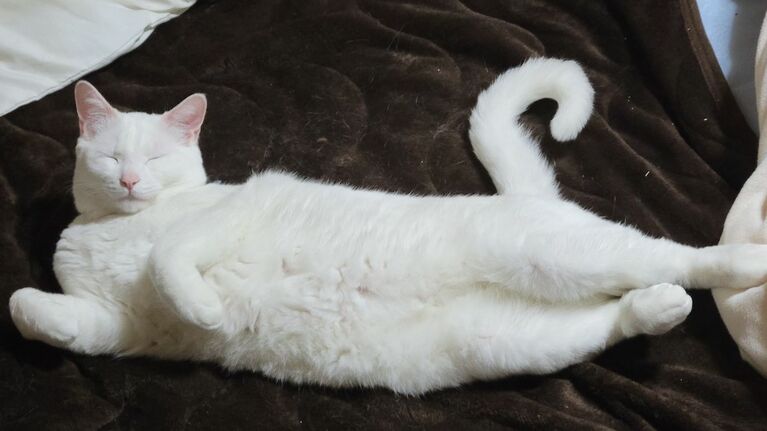 シロ ♂ 4歳。着衣のマハ、ならぬ着衣のにゃんです（潦さん）