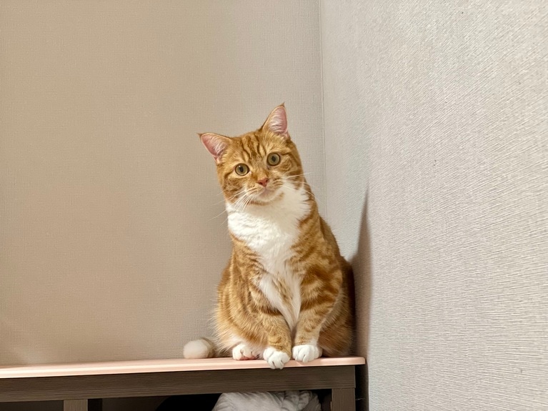 プリシッチ ♀ 5歳。「普段はイタズラもしない元気な良い子でちょこんと座ってたりします。ボールが大好きでいつも追いかけたりドリブルしたりして遊んでいます」（飼い主さんより）。