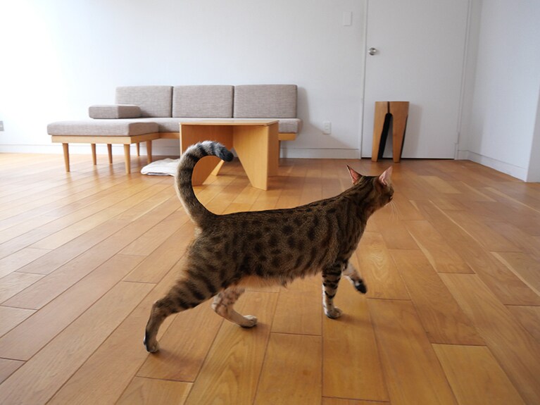 見とれてしまうほど美しい猫のしなやかな体。一瞬を逃さずに撮影できた：宮田さん撮影