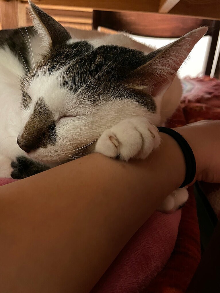 あん オス 6歳。優しくてちょっとのんびりやで食いしん坊で甘えたの長男。病気をしたり心配させるけど、はじめての猫だったので大事な大事な子です（アルさん）。