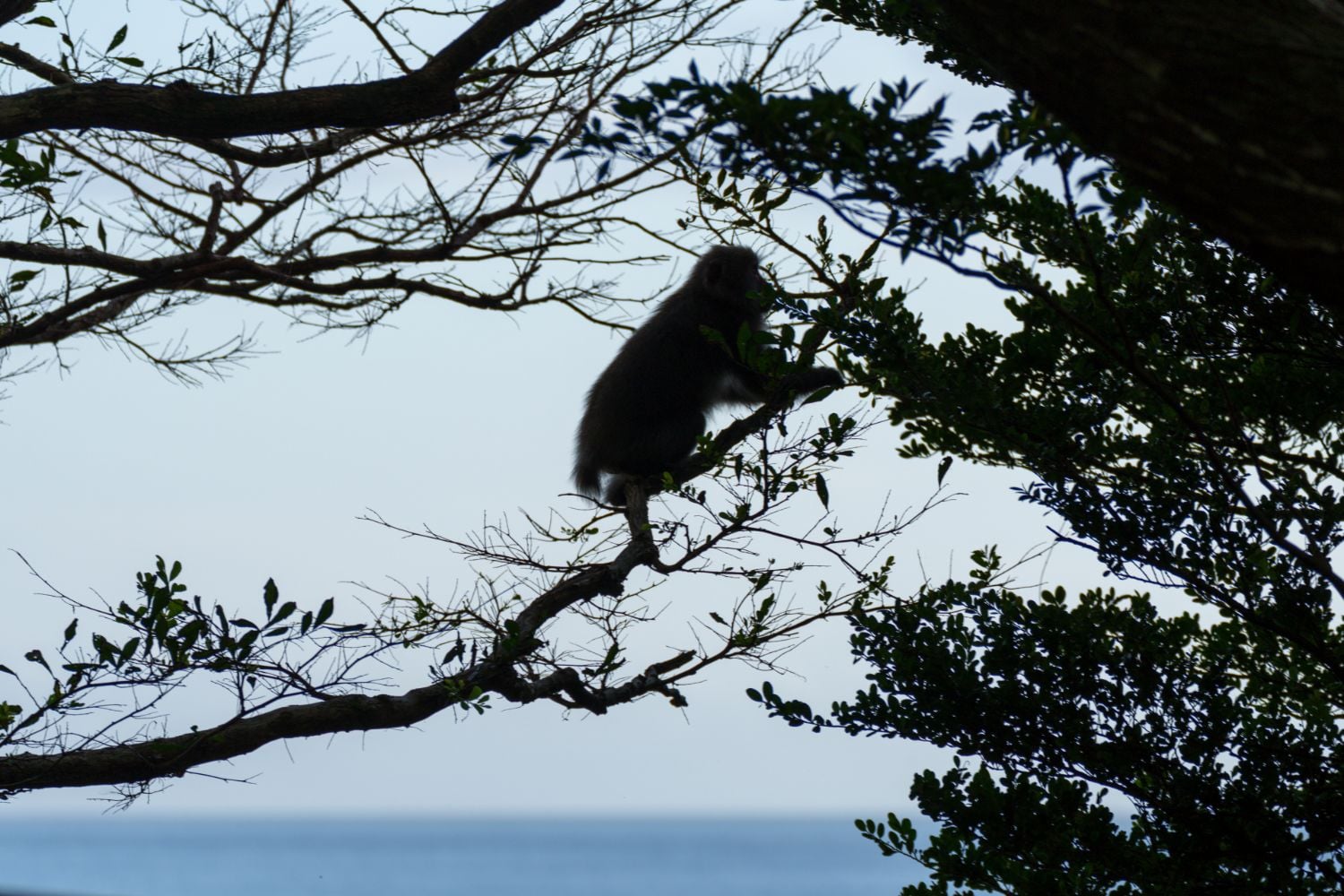 木から木へ渡り歩くヤクザル　©️大島淳之