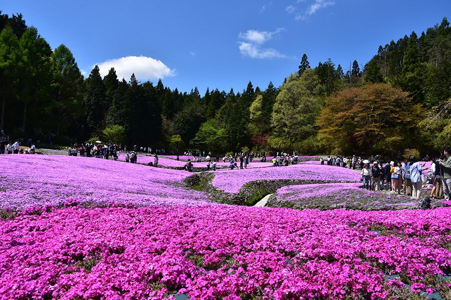 花のじゅうたん。写真提供：三田市観光協会