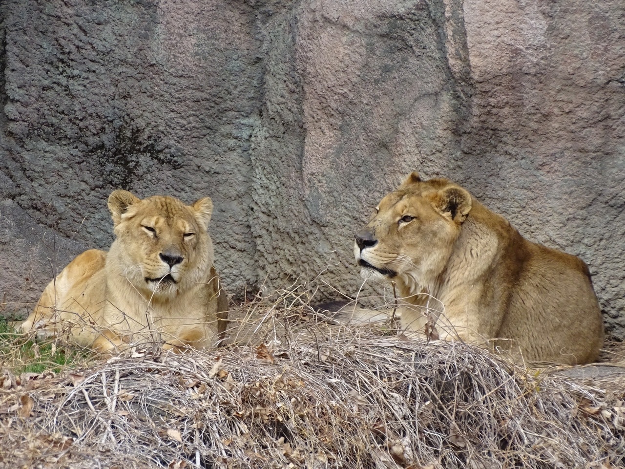 ライオンのサナ（左）とトム（右）。