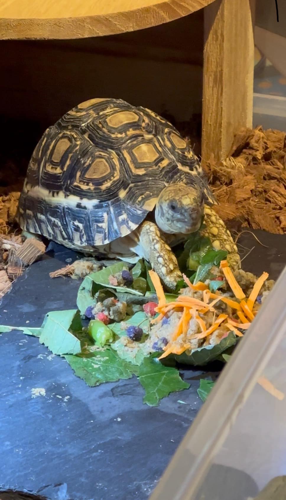 ヒョウモンリクガメのきーやん（辻さん提供）