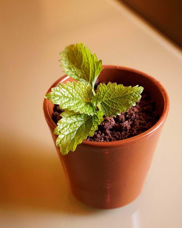 鉢植えスタイルの人気のデザート。