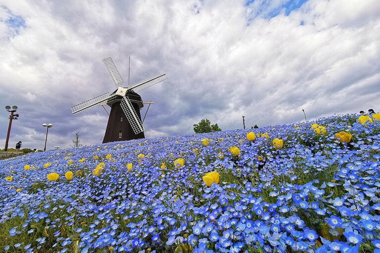 花博記念公園鶴見緑地のネモフィラ／大阪府