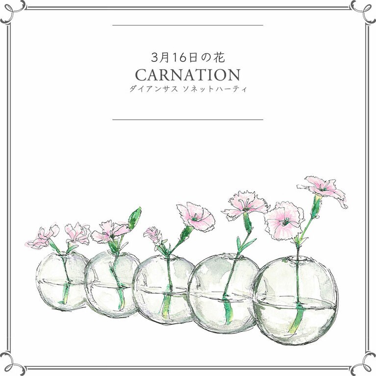 3月16日の花「ダイアンサス ソネットハーティ」