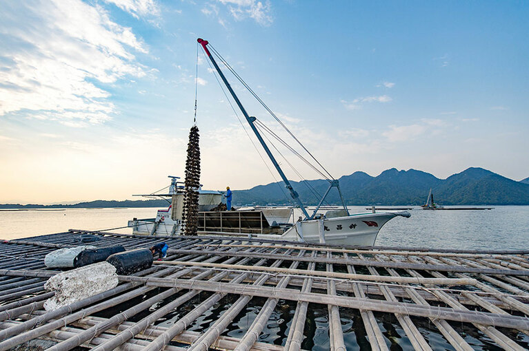 【広島県】牡蠣の水揚げ。