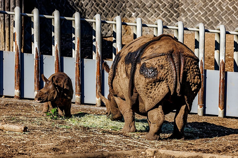 インドサイのゴポン、デコポン親子。