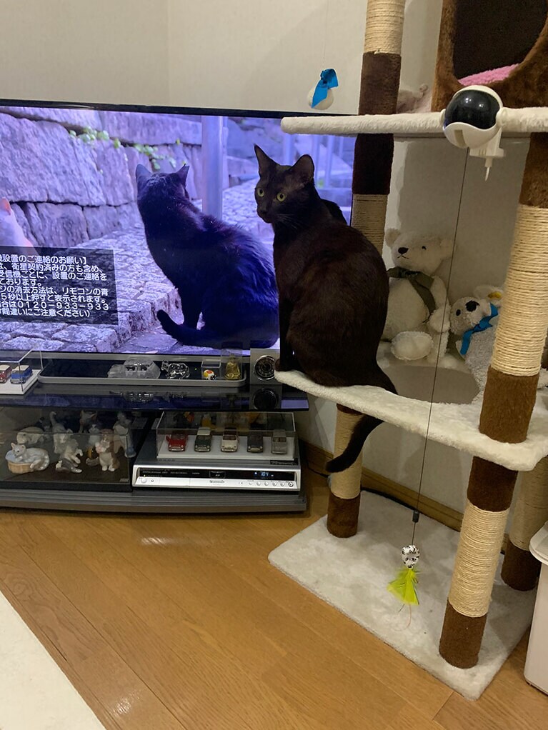 【グランプリNo.5】ノア ♂ 1歳。テレビを見るのが大好き！