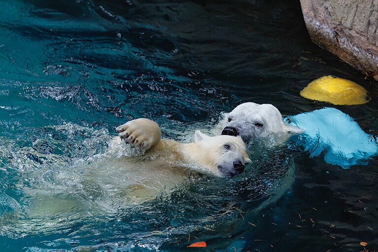 イッちゃんとライ。