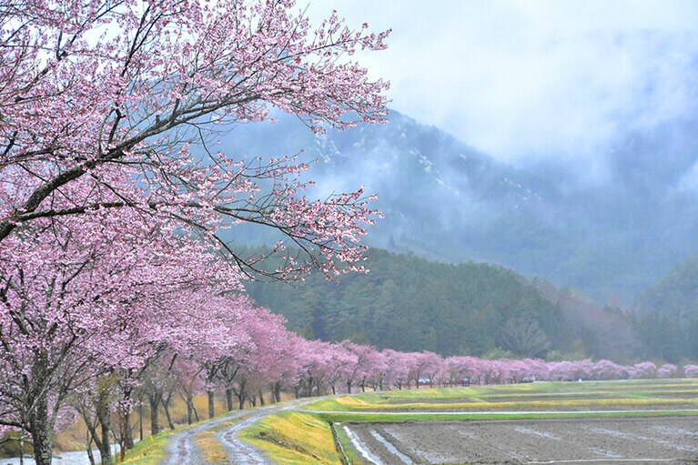 清水のコヒガンザクラ／愛知県