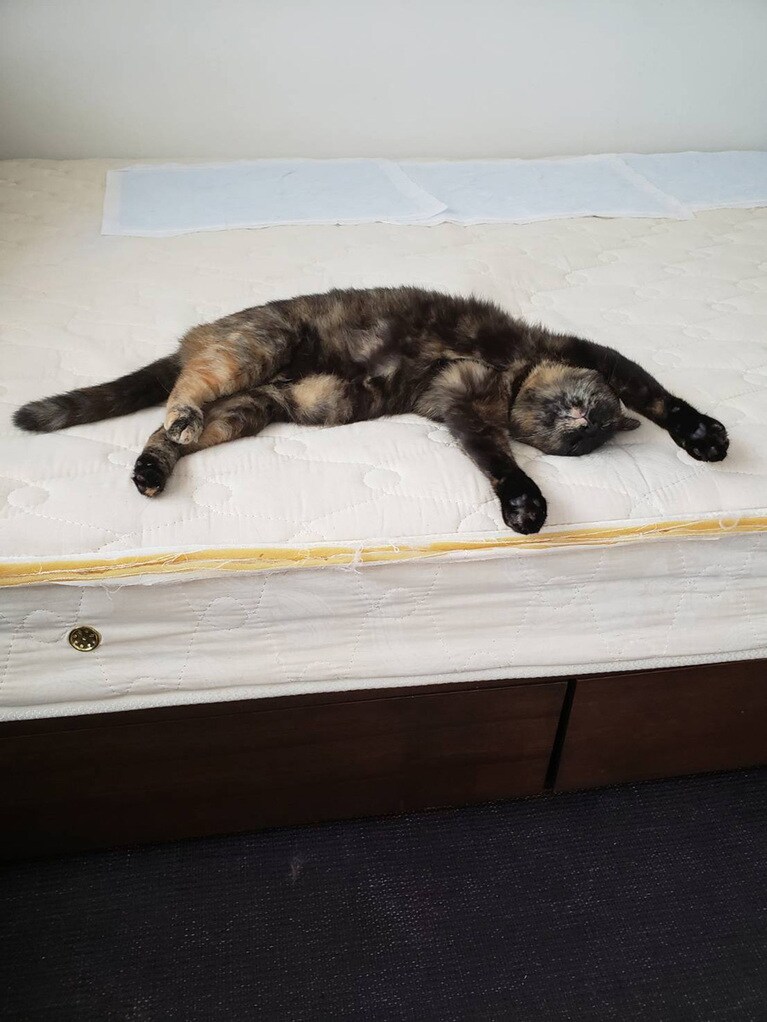 ネネ ♀ 6歳。苦手な掃除機が去って、やっとくつろげる！