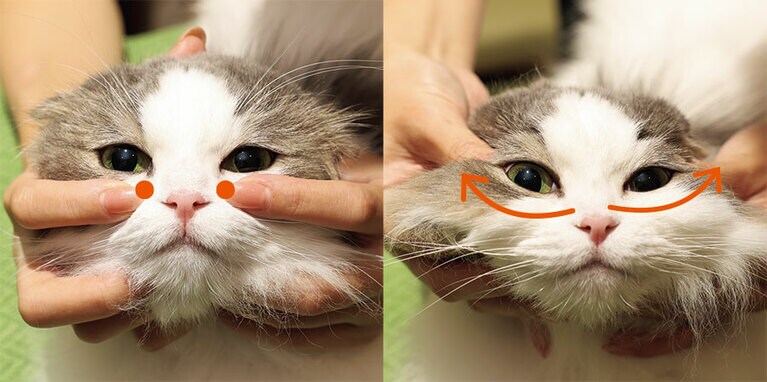 （3）目の下から耳手前まで、ゆっくりなでる。