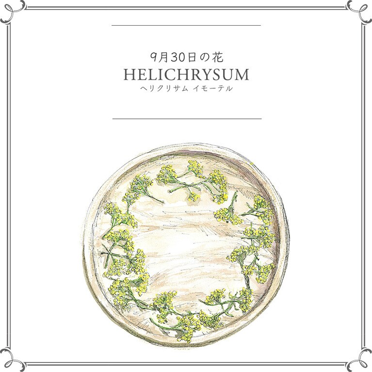 9月30日の花「ヘリクリサム イモーテル」