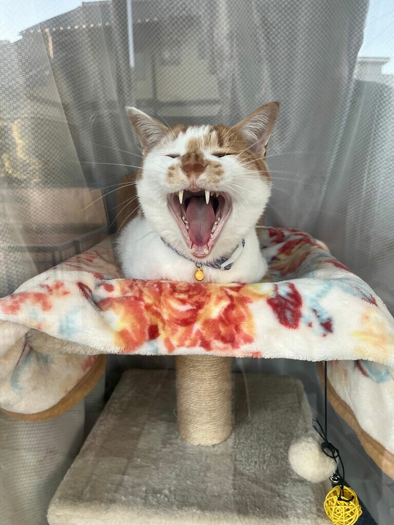 メル ♂ 3歳。家族以外には全く慣れてくれないけどそこがまたかわいいのよね。甘えん坊ちゃんのメル君です。