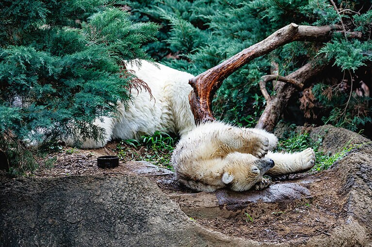 イッちゃんとライ。