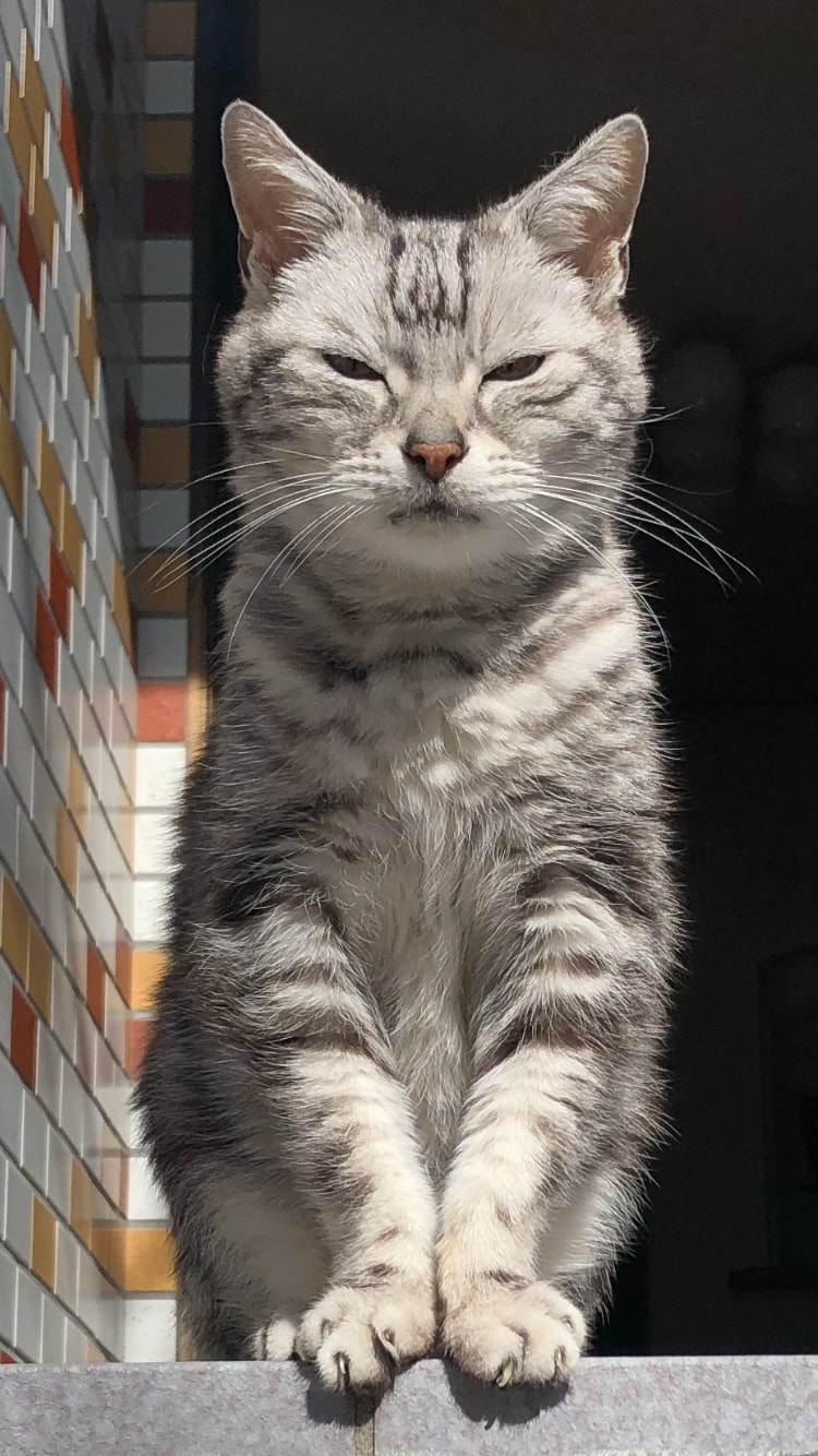 オンリーワン部門1位：ミーちゃん ♂ 23歳。