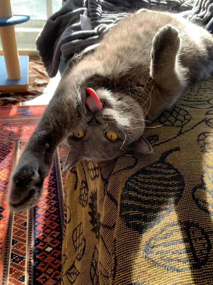 ジェニ ♀ 1歳。ポカポカした冬の日、ヘソ天しながら毛づくろいを始めました。省エネ（≒横着）なところが飼い主にそっくりで愛おしいです。