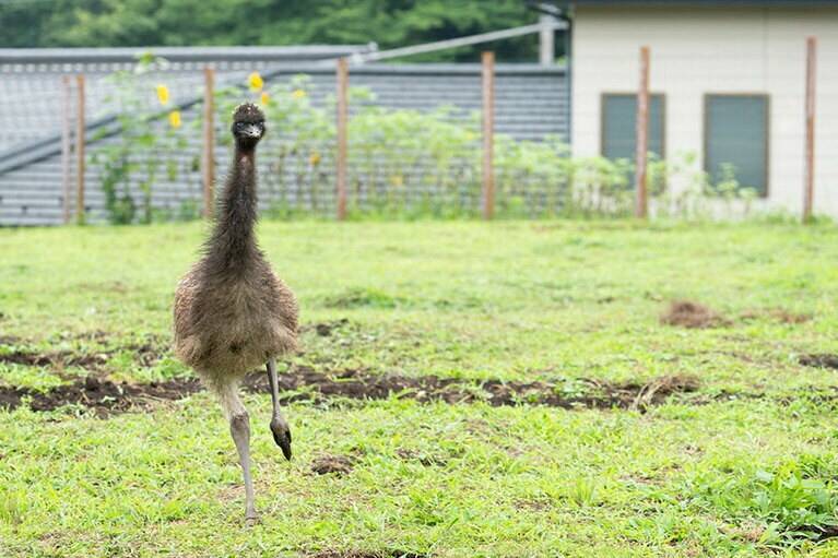 エミュー。