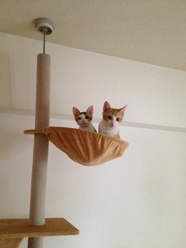 【銀シャリ・鰻さん】うちの子ベストショット①「飼い始めて間もない時」しっぽな(左)とはっさく(右)。