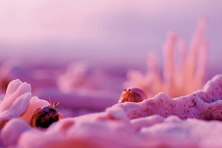 【徳之島】毎年、梅雨が明けると産卵のため浜辺にやってくる国の天然記念物オカヤドカリ。