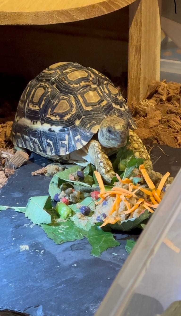 ヒョウモンリクガメのきーやん（辻さん提供）