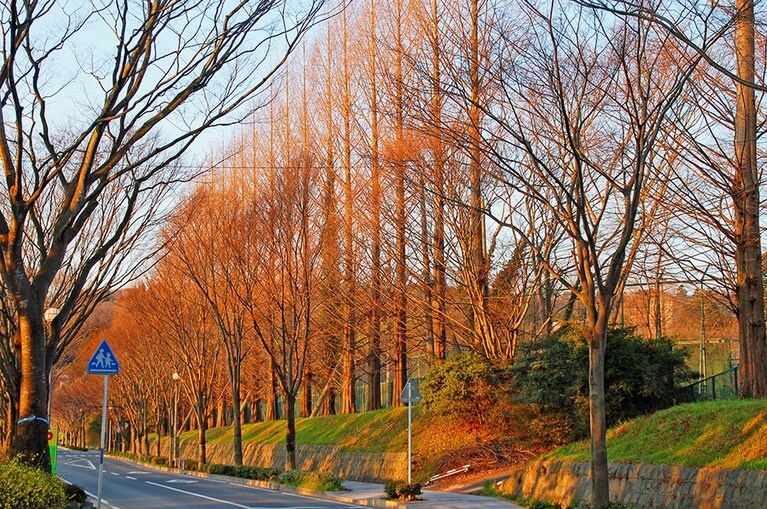 【宮城県】東北大学川内キャンパスのメタセコイア並木。
