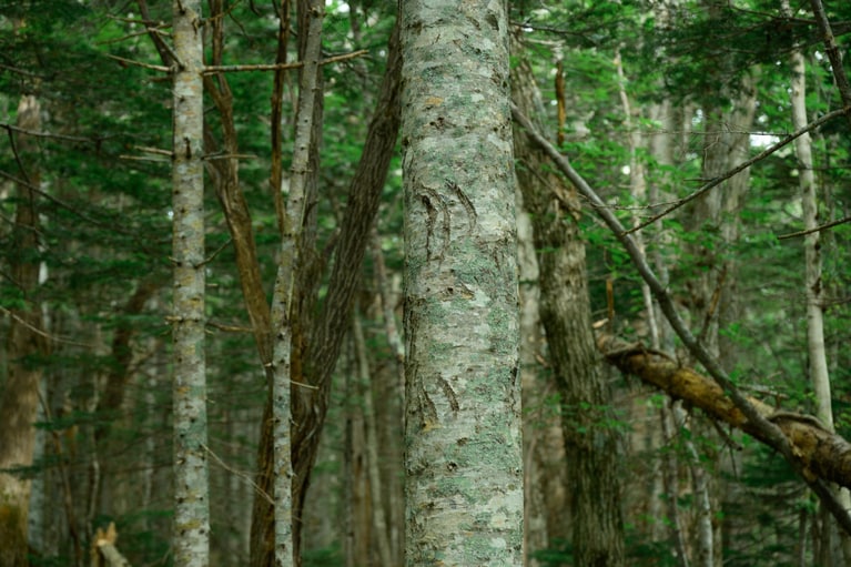大好物のヤマブドウを食べるために登ったであろうヒグマの爪痕がくっきり。