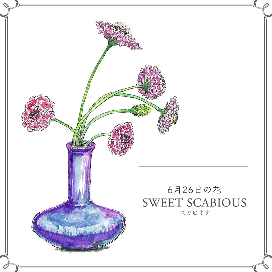 【6月26日の花】スカビオサ