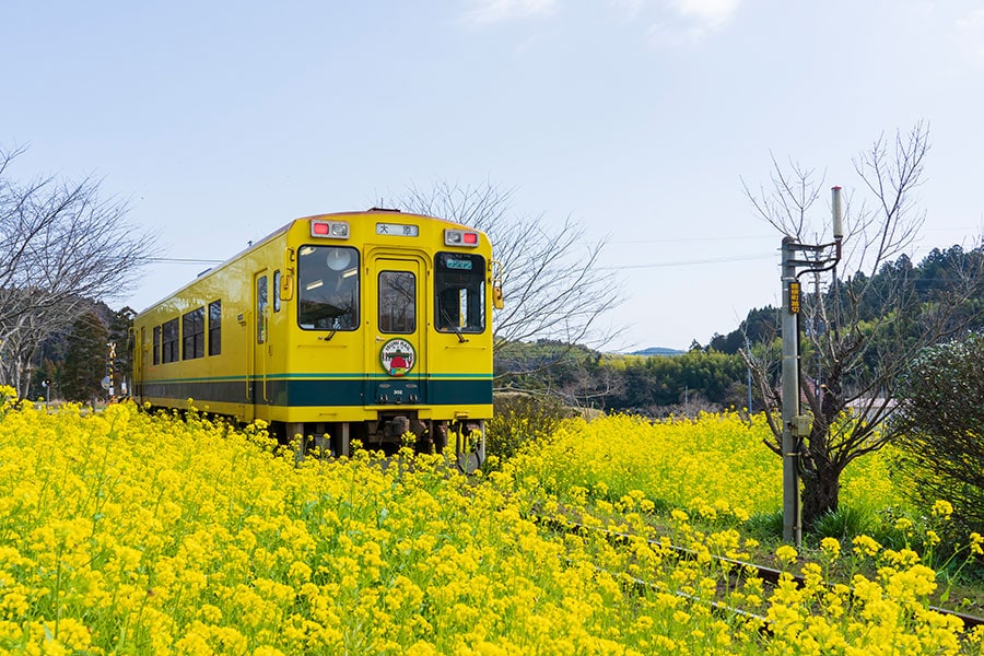 【千葉県】いすみ鉄道と菜の花。写真：kriver/イメージマート