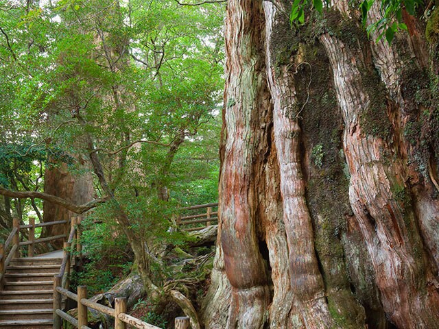 3000年もの歳月を生き抜いてきた 巨大な屋久杉の圧倒的なたたずまい | 今日の絶景