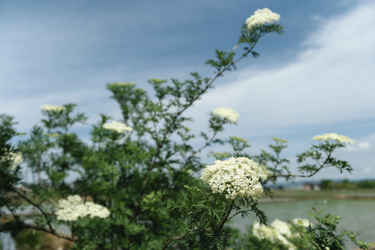 自家菜園では、白い花が満開のエルダーフラワーものびのび。
