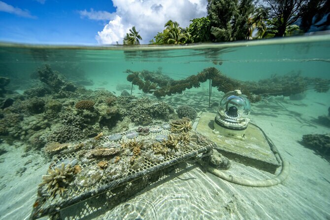 2ページ目)かけがえのない“海の庭”を守る。 ロレックスがサポートする