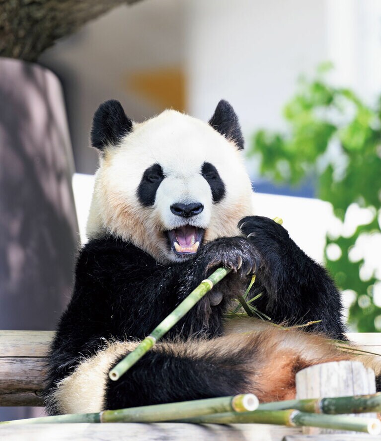 【彩浜（さいひん）メス／6歳】