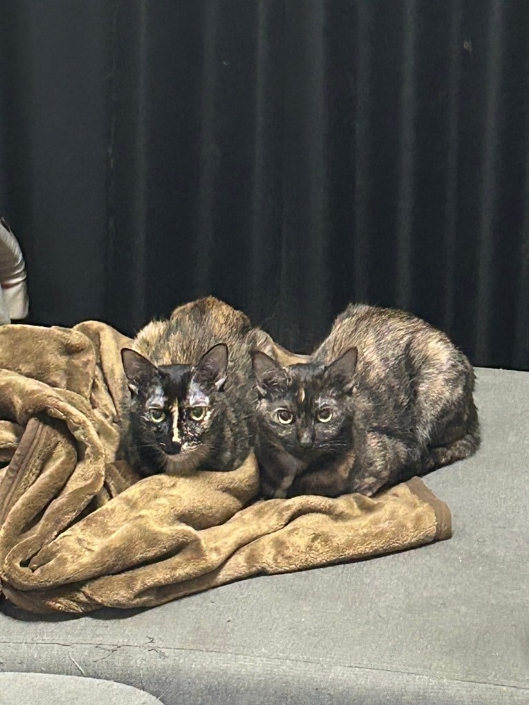 華山・やすいさんの愛猫、テンちゃんとセンちゃん。