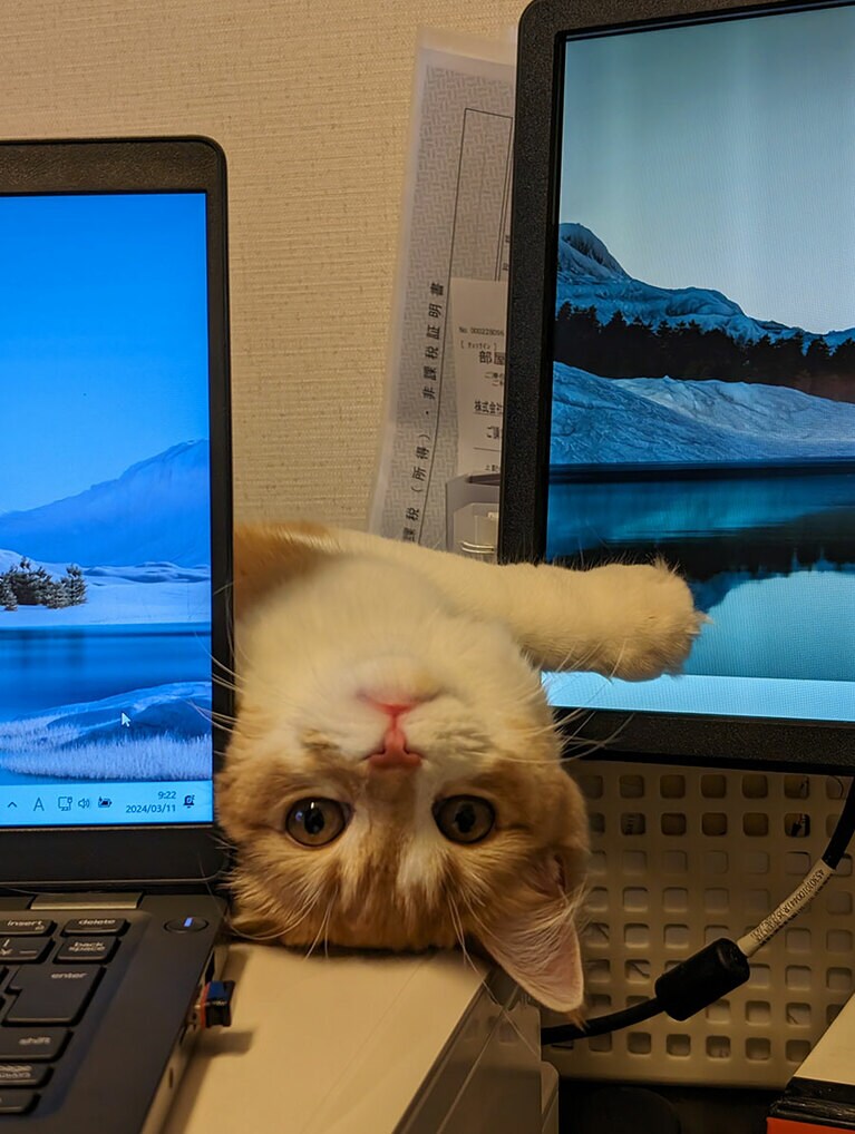 まりん メス 8カ月。超絶甘えん坊＆食いしん坊のお転婆すぎる娘（setsuemonさん）。