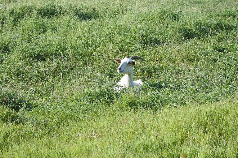 こちらも、いたるところで見かけるヤギ。ヤギの瞳孔って横長だって、知っていました？