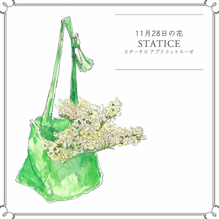 11月28日の花「スターチス アプリコットエーゼ」