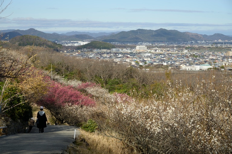 《早春の絶景散歩》紅白の梅の先には瀬戸内海、園内には古墳も！西日本随一の梅の名所「綾部山梅林」へ【兵庫県】