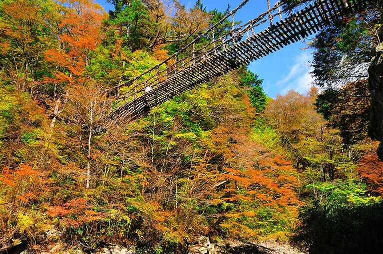 【徳島県】奥祖谷二重かずら橋の紅葉。